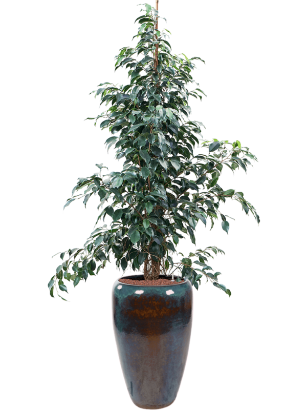 Ficus benjamina 'Danielle' in Mystic - Foto 78541