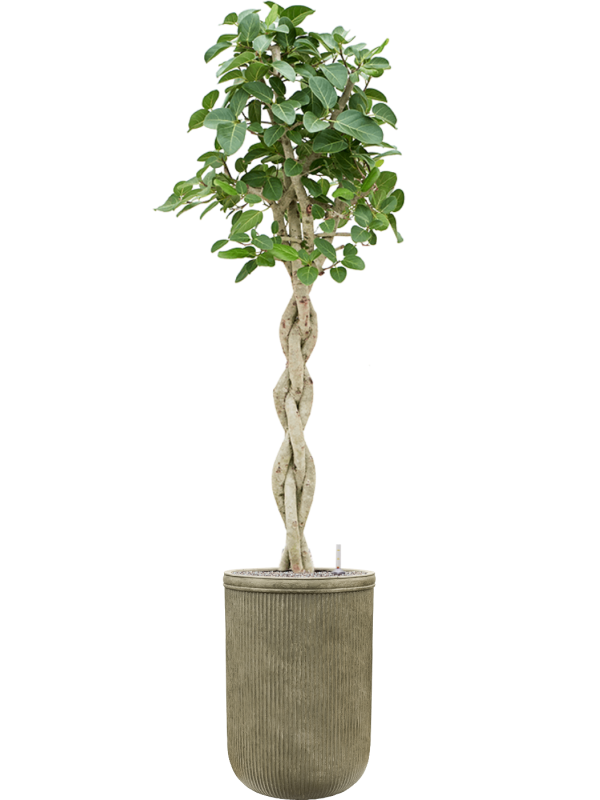 Ficus benghalensis 'Audrey' in Baq Vertical Rib - Foto 78551