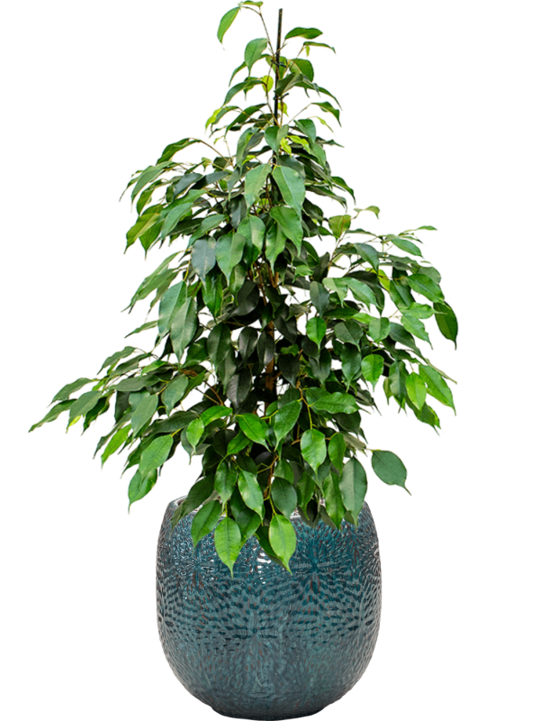 Ficus benjamina 'Danielle' in Marly - Foto 78558