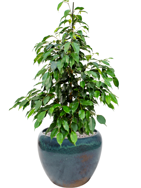 Ficus benjamina 'Danielle' in Mystic - Foto 78559