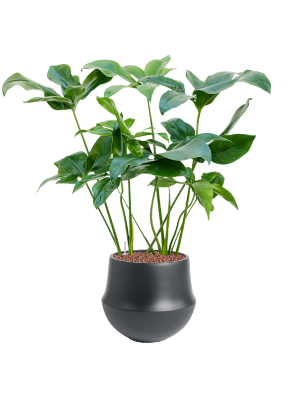 Philodendron 'Green Wonder' in Fusion - Foto 78563