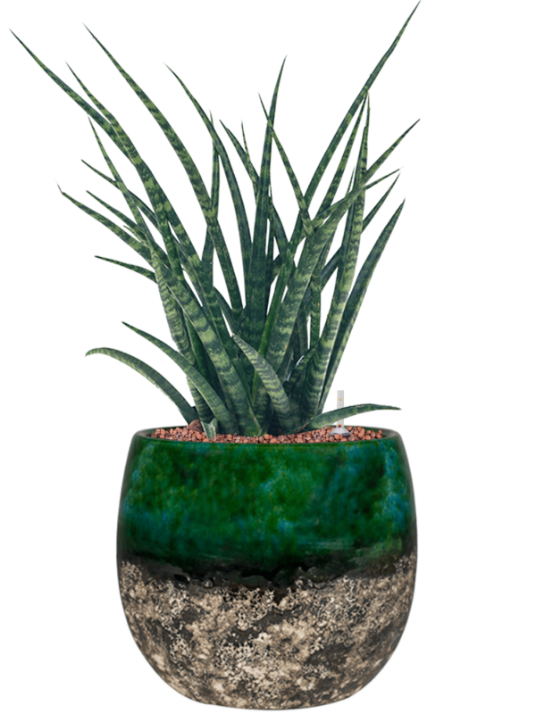 Sansevieria kirkii 'Fernwood' in Lindy - Foto 78564