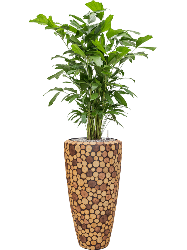Caryota mitis in Baq Facets Ageless - Foto 78568