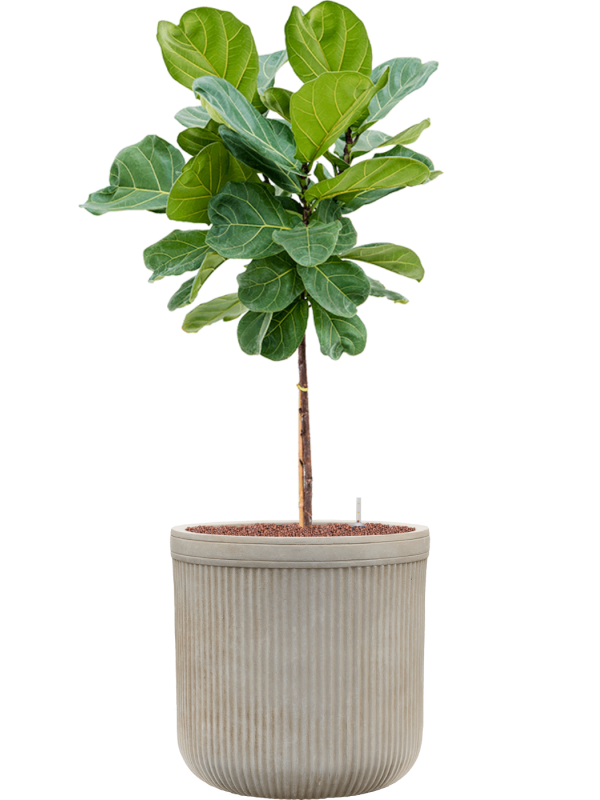 Ficus lyrata in Baq Vertical Rib, 32454 - Foto 78584