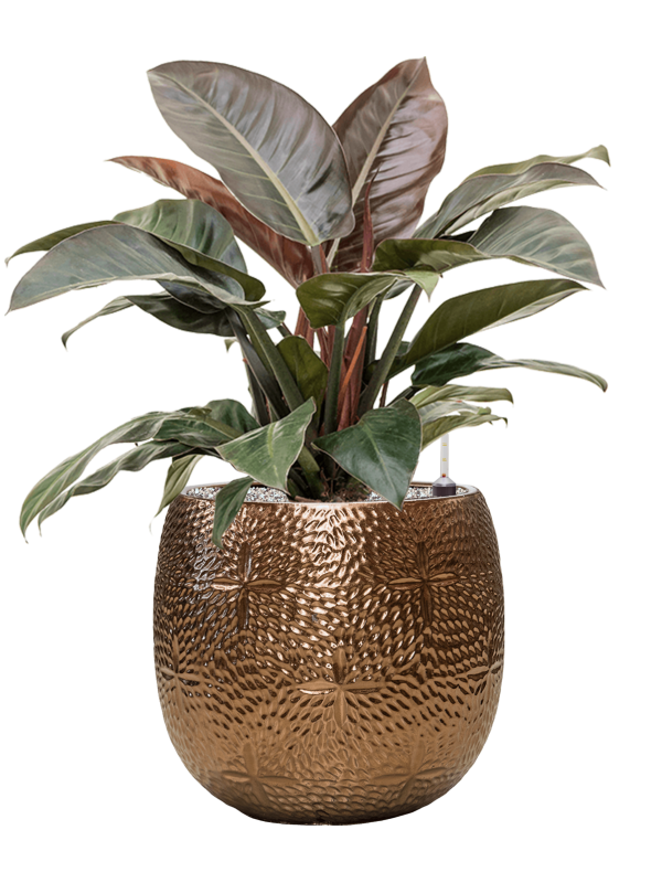 Philodendron `Imperial Red' in Marly - Foto 78604
