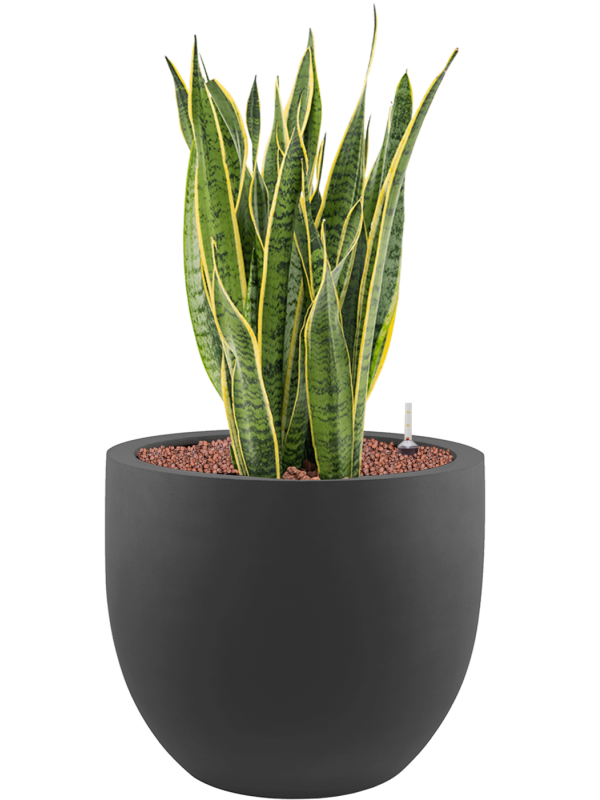 Sansevieria trifasciata 'Laurentii' in Stretto - Foto 78669