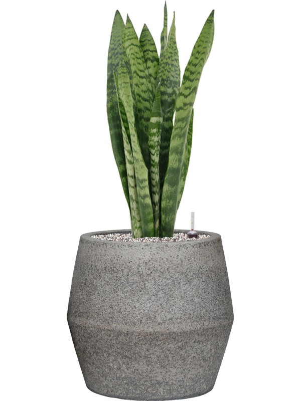 Sansevieria zeylanica in Cement & Stone, 32565 - Foto 78695