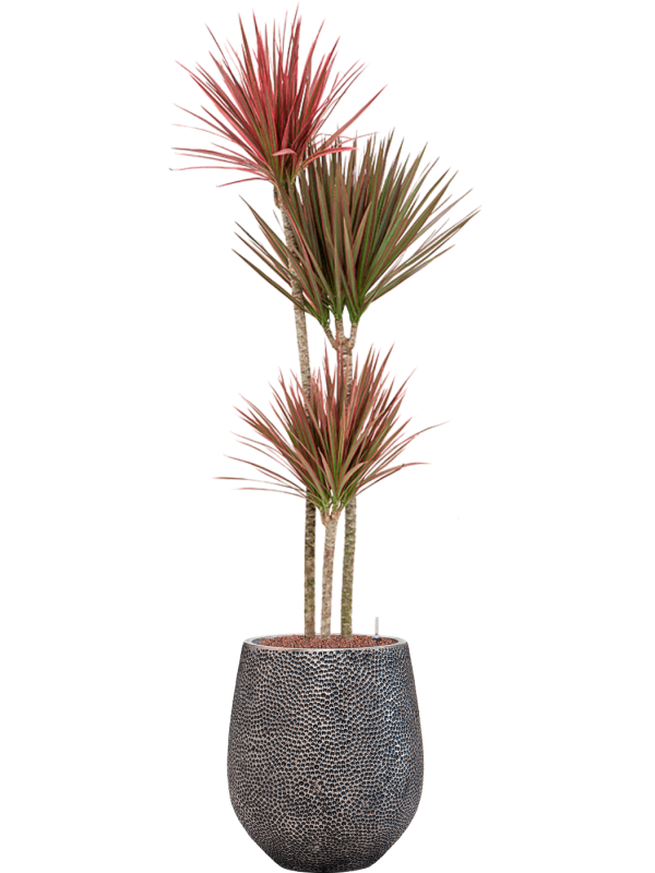 Dracaena marginata 'Red' in Baq Opus Hit - Foto 78713