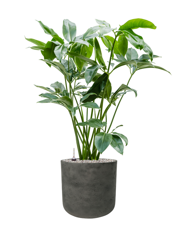 Philodendron 'Green Wonder' in Rough - Foto 78737