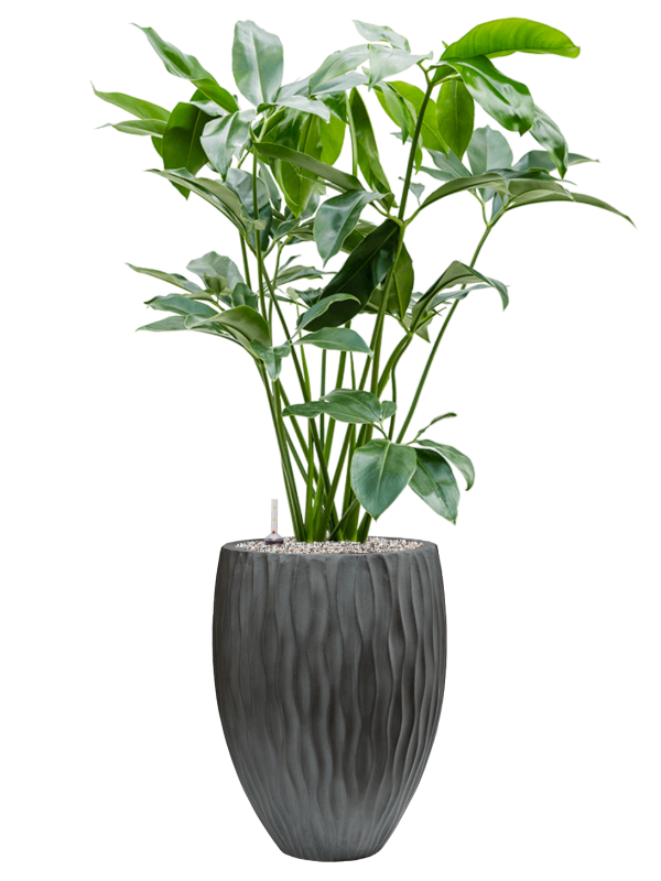 Philodendron 'Green Wonder' in Wave - Foto 78740