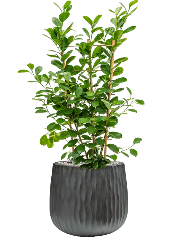 Ficus microcarpa 'Moclame' in Wave - Foto 78745