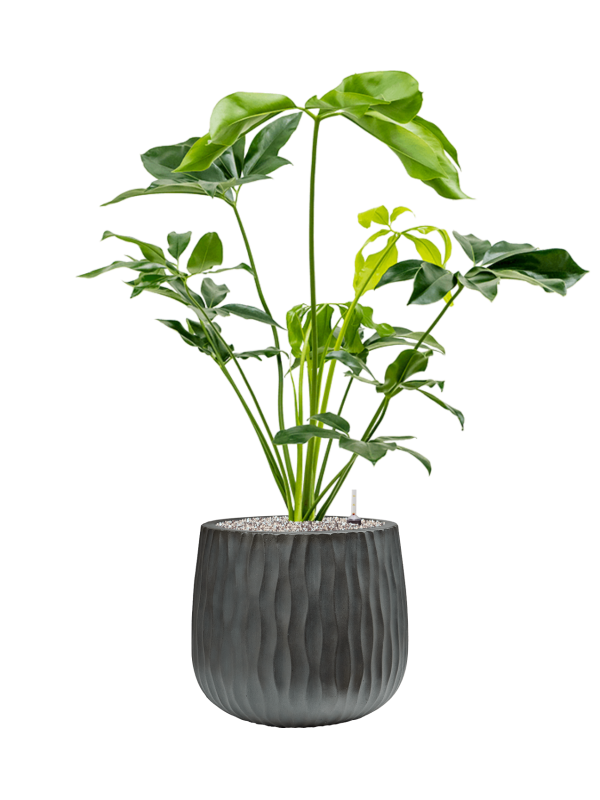 Philodendron 'Green Wonder' in Wave - Foto 78747