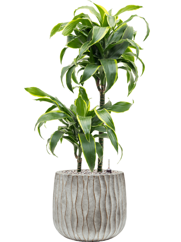 Dracaena fragrans 'Dorado' in Wave - Foto 78753