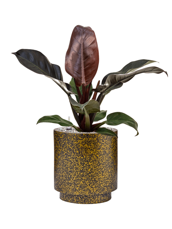 Philodendron `Imperial Red' in Capi Lux Terrazzo - Foto 78762