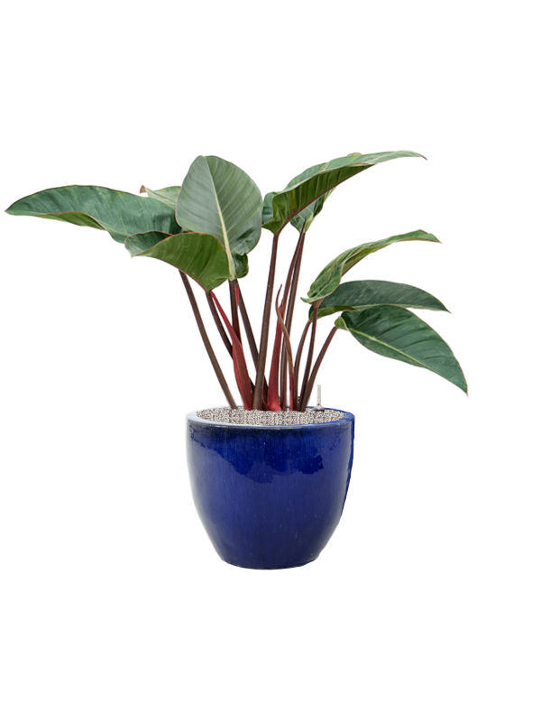 Philodendron 'Red Beauty' in Plain - Foto 78769