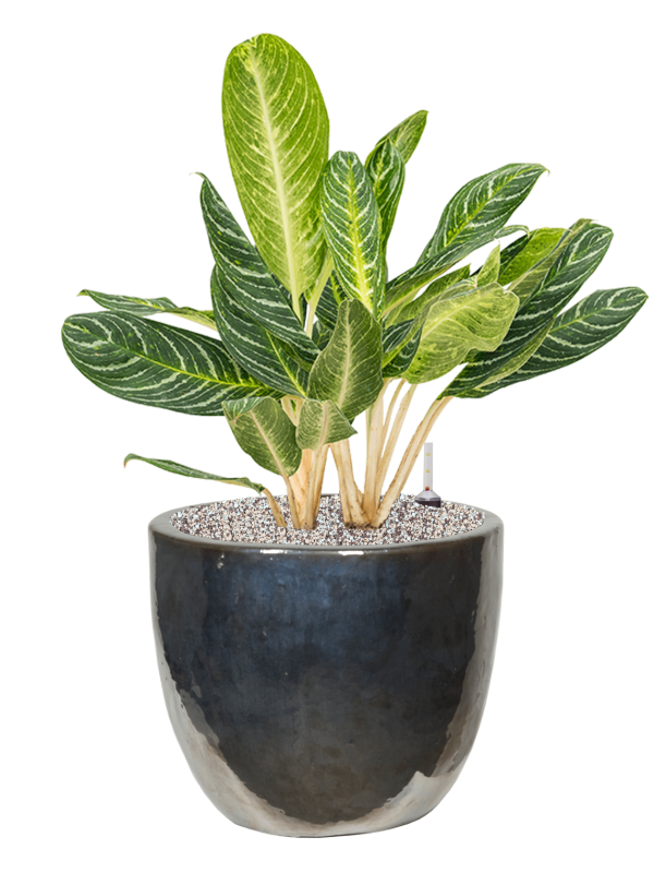 Aglaonema 'Key Lime' in Plain - Foto 78776