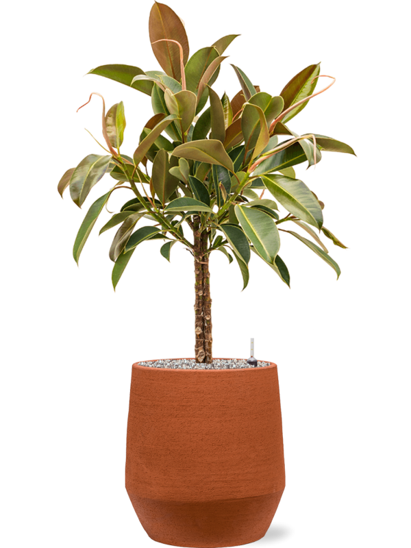 Ficus elastica 'Melany' in Humus - Foto 78777