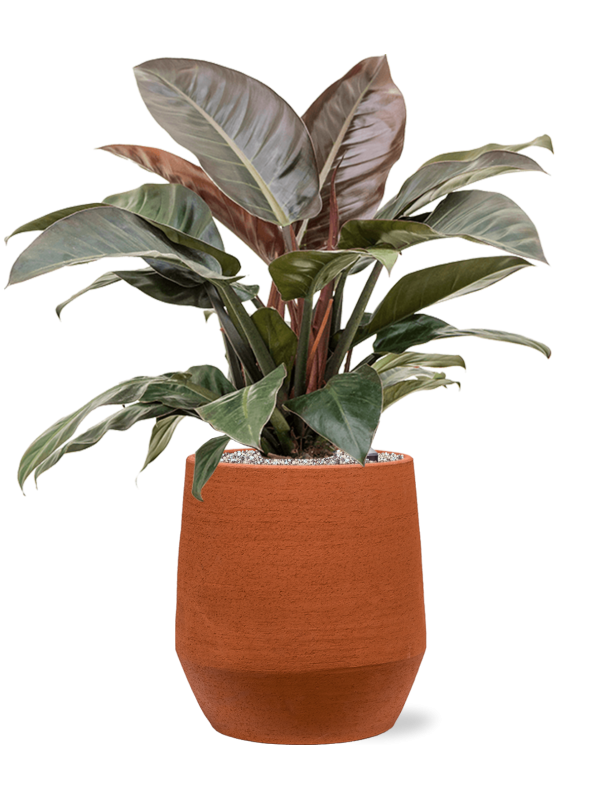 Philodendron `Imperial Red' in Humus - Foto 78780