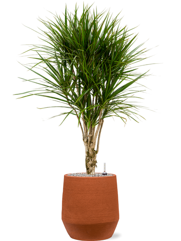 Dracaena marginata in Humus - Foto 78783