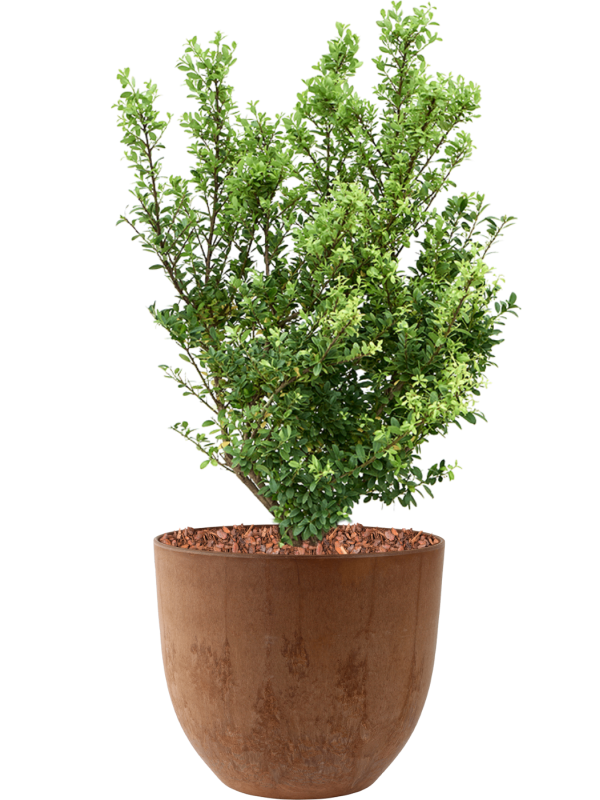 Ilex crenata 'Dark Green' in Artstone - Foto 78797