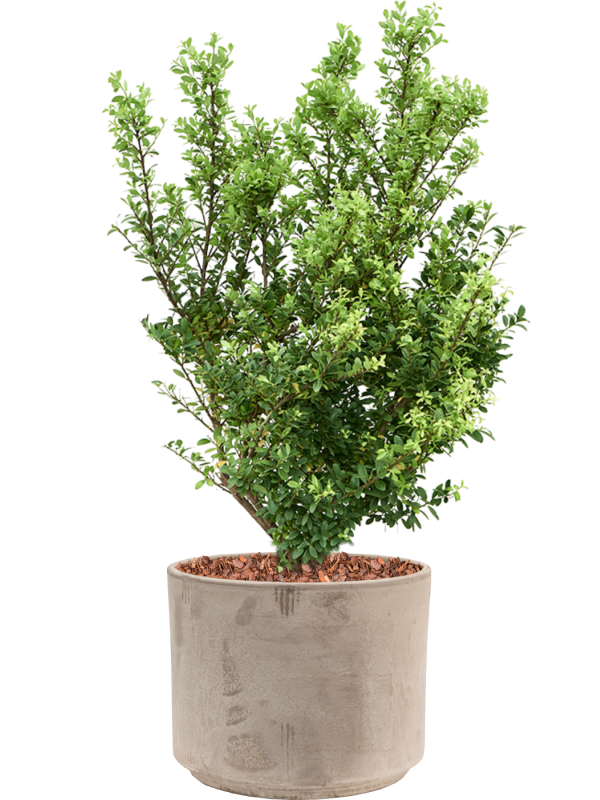 Ilex crenata 'Dark Green' in Terra Cotta, 32668 - Foto 78798