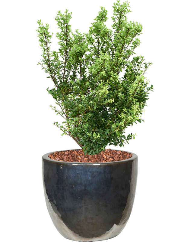 Ilex crenata 'Dark Green' in Plain - Foto 78799