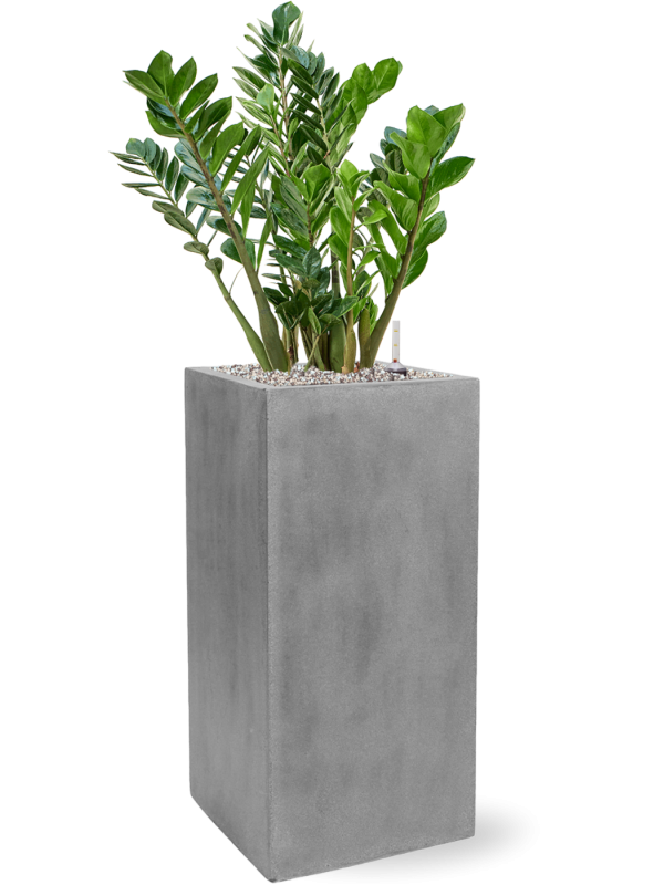 Zamioculcas zamiifolia in Fiberstone - Foto 78816