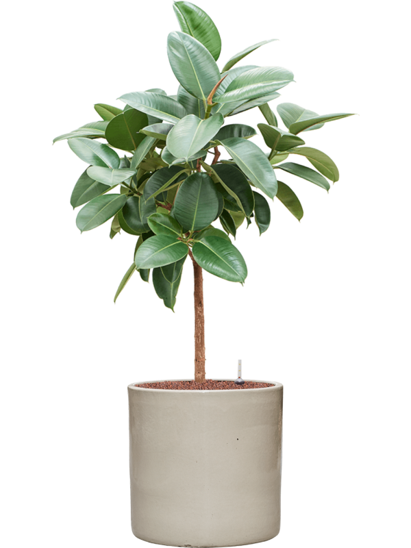 Ficus elastica 'Robusta' in Cylinder, 32695 - Foto 78825