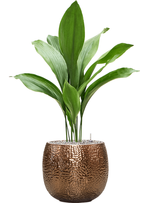 Aspidistra elatior in Marly - Foto 78842