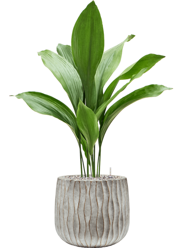 Aspidistra elatior in Wave - Foto 78846