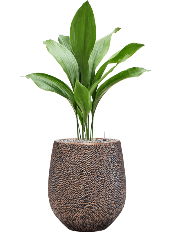 Aspidistra elatior in Baq Opus Hit, 32721 - Foto 78851