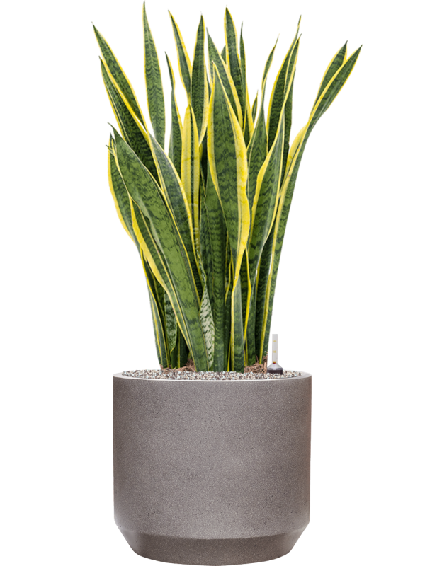 Sansevieria trifasciata 'Laurentii' in Rotunda Urban - Foto 78881