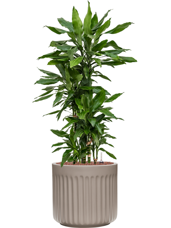 Dracaena fragrans 'Janet Lind' in Doric Natural - Foto 78886