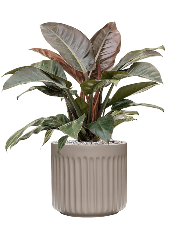 Philodendron `Imperial Red' in Doric Natural - Foto 78889