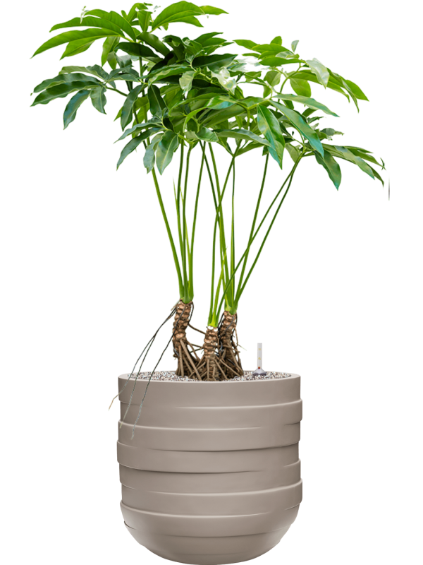 Philodendron 'Fun bun' in Circulum Natural - Foto 78895