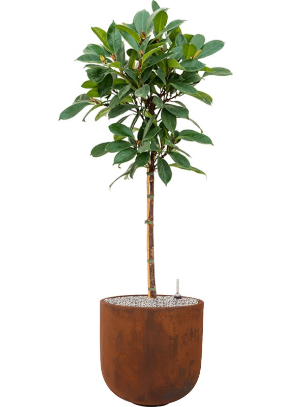 Ficus cyathistipula in Static (GRC) - Foto 78901