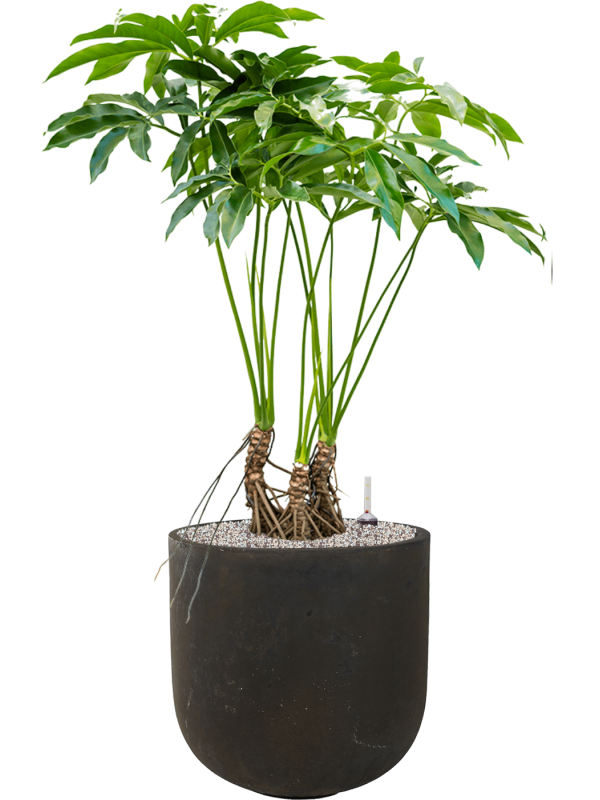 Philodendron 'Fun bun' in Static (GRC) - Foto 78903