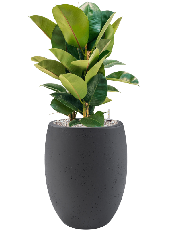 Ficus elastica 'Robusta' in Grigio, 32785 - Foto 78915