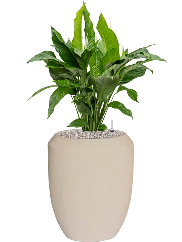 Spathiphyllum 'Sweet Lauretta' in Baq Polystone Coated - Foto 78949