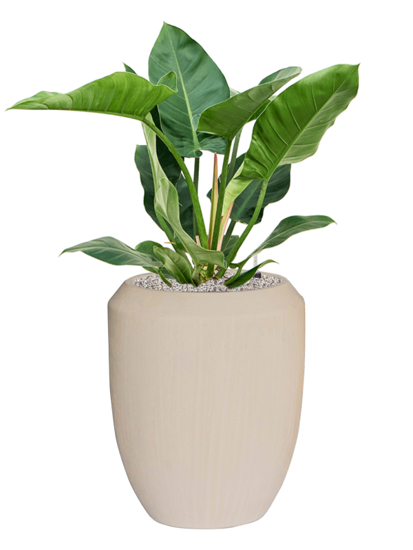 Philodendron 'Imperial Green' in Baq Polystone Coated Plain - Foto 78955