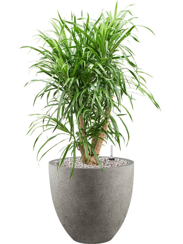 Pleomele (Dracaena) 'Anita' in Grigio, 32836 - Foto 78966