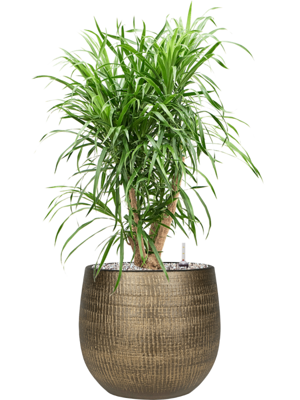 Pleomele (Dracaena) 'Anita' in Ryan - Foto 78968