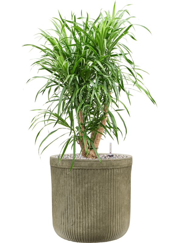 Pleomele (Dracaena) 'Anita' in Baq Vertical Rib - Foto 78971