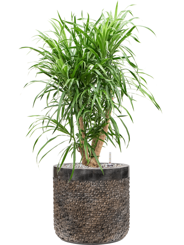 Pleomele (Dracaena) 'Anita' in Baq Luxe Lite Universe Layer - Foto 78973