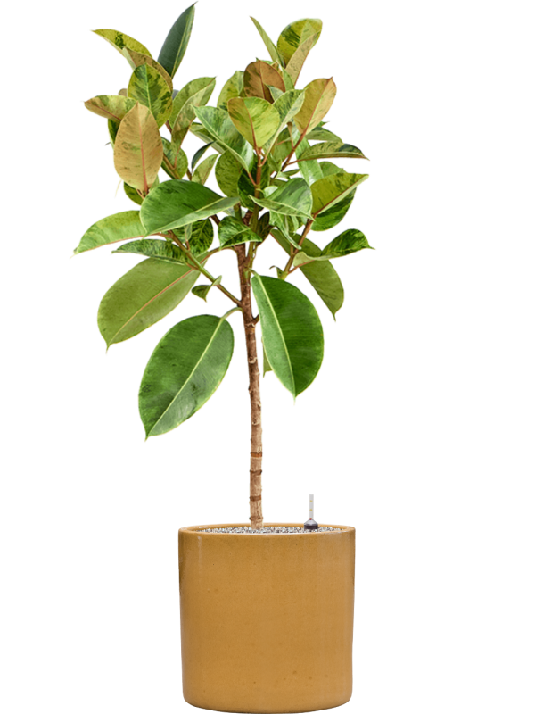 Ficus elastica 'Shivereana Moonshine' in Cylinder - Foto 78975