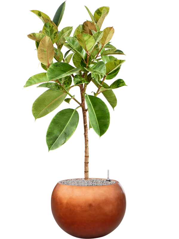 Ficus elastica 'Shivereana Moonshine' in Baq Metallic - Foto 78978