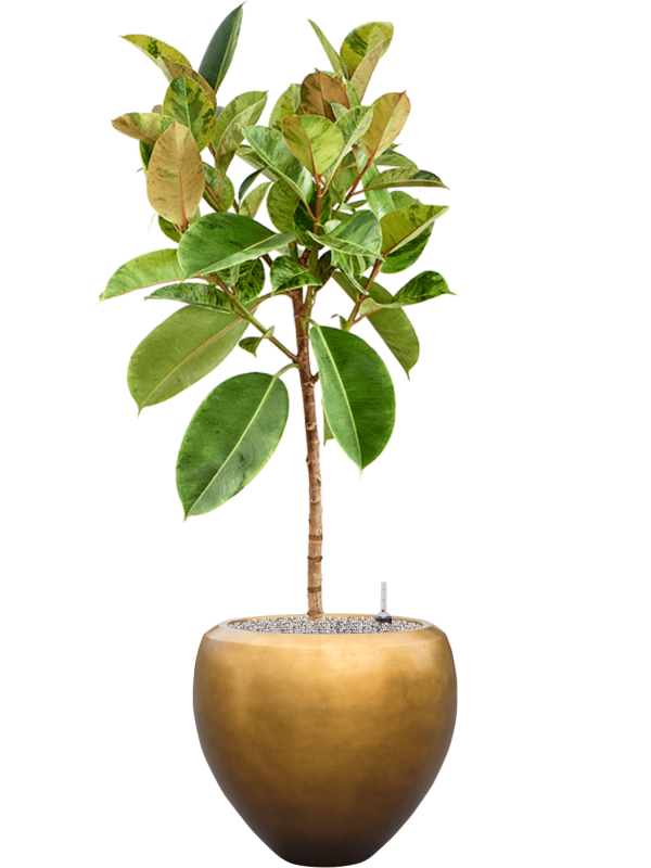 Ficus elastica 'Shivereana Moonshine' in Baq Metallic - Foto 78979