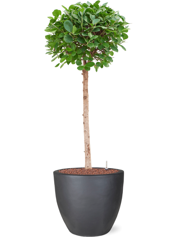 Ficus microcarpa 'Moclame' in Plain - Foto 79010