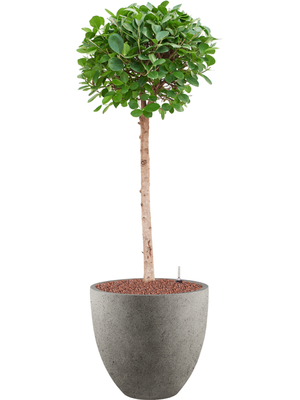 Ficus microcarpa 'Moclame' in Grigio, 32881 - Foto 79011