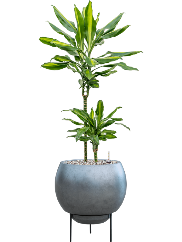 Dracaena fragrans 'Cintho' in Baq Metallic Silver leaf - Foto 79022